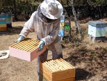 Beneficiarios de las ayudas de apicultura 2022