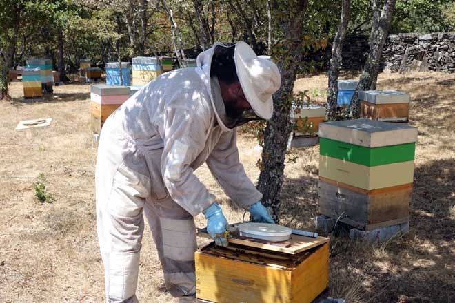 Curso de iniciación a la apicultura en A Pobra do Caramiñal
