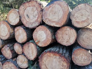 La guerra de Ucrania genera tensiones en el mercado de la madera