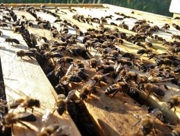 ¿Puede la selección genética de las abejas ayudar a luchar contra la varroa en los apiarios?