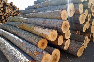 Jornada sobre las posibilidades de producción de madera de chopo en Galicia