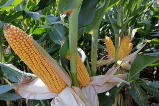 ‘MAS Seeds’ apuesta por los maíces híbridos ‘Green+’, que toleran las sequías estivales