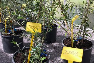 La recuperación de olivos autóctonos acerca nuevas posibilidades al sector agrario gallego
