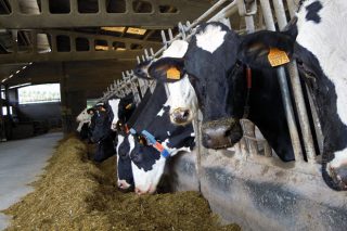 Jornada sobre el buen manejo de las ganaderías lácteas en Monforte