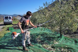 Jornadas sobre la resina y los olivos como oportunidades de negocio en Galicia