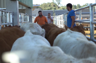 Pascar, el programa de comercialización de carne de vacuno de De Heus que ofrece soluciones de futuro