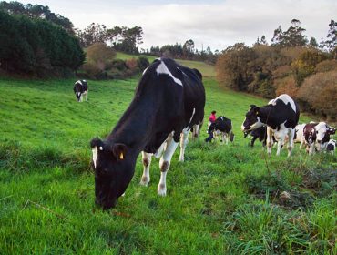 Galicia aumentó un 4% su producción de leche durante el último año