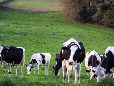 El Ministerio y la Inlac suman esfuerzos para mejorar la cadena de valor del sector lácteo