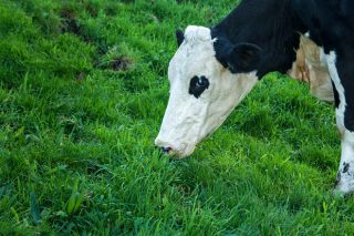 Los productores de leche en ecológico reclaman precios justos e implicación institucional