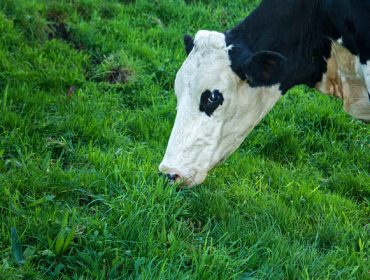 Los productores de leche en ecológico reclaman precios justos e implicación institucional