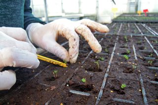 Críticas ante la propuesta de cambio en la regulación de las técnicas de edición genética de las plantas