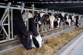 El precio de la leche en el campo subió en Europa cuatro veces más que en España en el último año