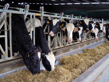 El precio de la leche en el campo subió en Europa cuatro veces más que en España en el último año
