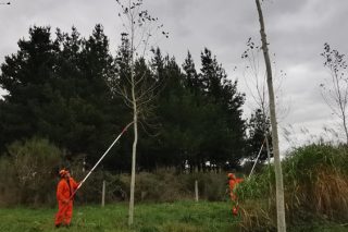 Curso en Bergondo sobre técnicas avanzadas de tala, tronzado y poda de árboles