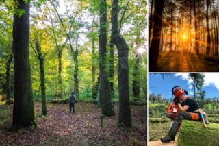Balance de PEFC Galicia del año 2020 para el sector forestal