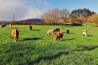 Anunciados “conteos in situ de animales” en las ganaderías que hayan solicitado ayudas de pastoreo en la PAC