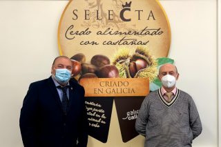 Coren compra 4,7 millones de kilos de castaña gallega para su gama de cerdo Selecta