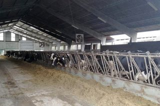 Oferta de empleo en una ganadería de leche de Zas