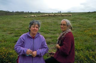 SAT Salgueiriña, una explotación mixta de cabras y ovejas para cuidar del monte comunal