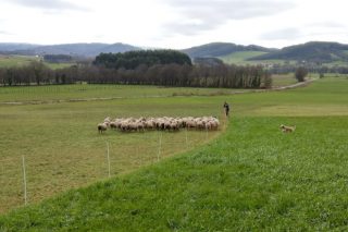 Ganaderos de ovino que pacen en invierno las praderas de los de vacuno de leche: Un ejemplo de beneficio mutuo