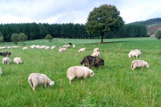 Importes definitivos de las ayudas asociadas para ganaderías de ovino y de caprino