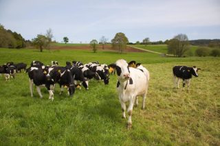 ¿Con qué tipo de alimentación emiten menos CO2 las vacas?