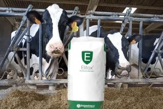 Elitox®: El producto que elimina las micotoxinas del ganado