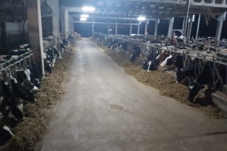 Oferta de empleo en una ganadería de leche de O Páramo