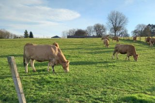 Jornadas en Monforte sobre ganadería extensiva y su modelo productivo
