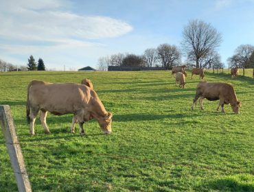 Jornadas en Monforte sobre ganadería extensiva y su modelo productivo