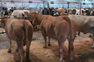 Subidas en el vacuno mayor en el mercado de ganado de Silleda