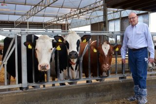 Un estudio con 3.500 vacas lecheras demuestra que los animales híbridos son más rentables en las ganaderías