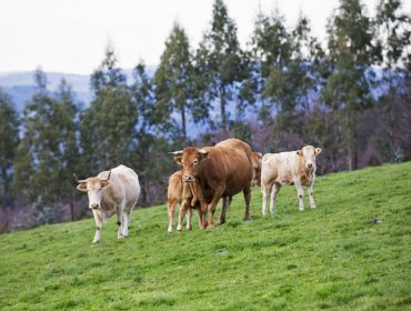 El Sindicato Labrego pide una línea inmediata de ayudas por vaca nodriza y la potenciación de la venta directa