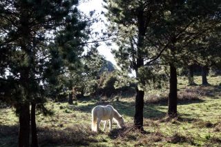 “En Galicia hay mucha cabida para el pino en montes donde las frondosas tendrían dificultades”