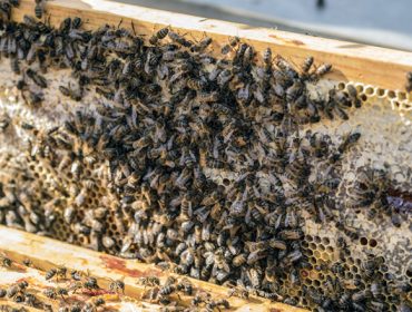 La Casa do Mel de Goente logra financiación para continuar con el programa de selección genética de la abeja negra local