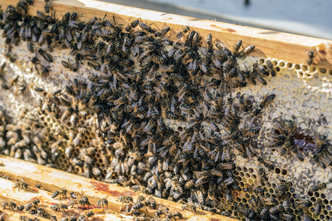 La Casa do Mel de Goente logra financiación para continuar con el programa de selección genética de la abeja negra local