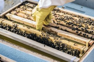 Abierto el plazo de las ayudas de apicultura