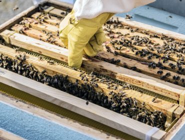 Abierto el plazo de las ayudas de apicultura