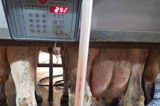 Claves para reducir el coste de producir un litro de leche en las granjas gallegas