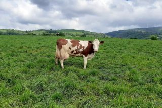 Experiencias de ganaderías que están apostando por la raza fleckvieh en Galicia