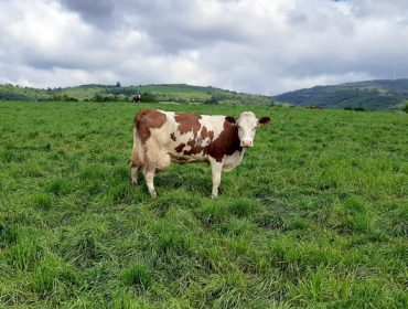 Experiencias de ganaderías que están apostando por la raza fleckvieh en Galicia