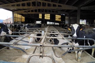 El estudio de costes de producción de las granjas de leche se diluye en la indefinición