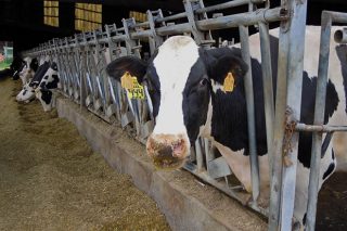 Ofertas iniciales a la baja para la renovación de los contratos lácteos en primavera