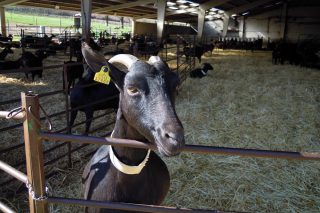 Proyecto piloto en el sur de Lugo para impulsar la creación de granjas de ovino y caprino orientadas a leche y carne