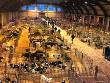 Sin cambios en los precios del ganado en el Mercado de Amio