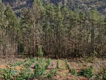 Un 60 por ciento de los propietarios forestales considera la moratoria del eucalipto una medida “regular”