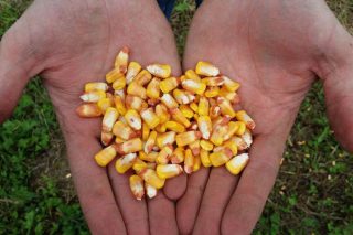 El Ministerio de Agricultura flexibiliza las condiciones para la importación de maíz de Argentina y Brasil
