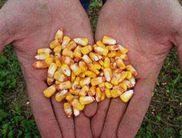 El Ministerio de Agricultura flexibiliza las condiciones para la importación de maíz de Argentina y Brasil