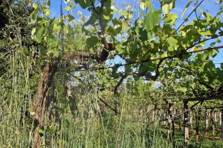 Aconsejan renovar los tratamientos contra el mildio en la viña y controlar la hierba
