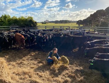 Ganadería Gado, más de 2.000 cabezas de ganado en Australia alimentadas 100% con pasto